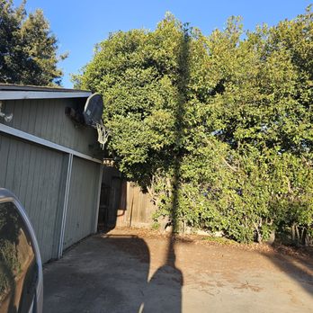 Clark's Tree Works - Before tree / bush touching rooftop - Tree Services Near Me - Modesto, California