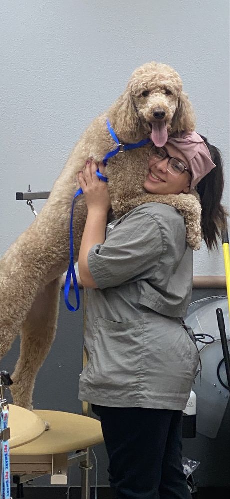 Maison Canine - pet boarding facility in Lombard, IL