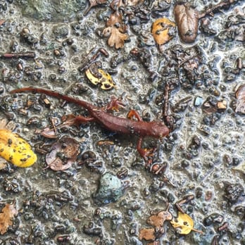 Rancho Cañada del Oro Open Space Preserve - California newts - Parks Near Me - Morgan Hill, California Rancho Cañada del Oro Open Space Preserve - California newts - Parks Near Me - Morgan Hill, California