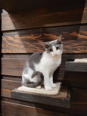 Whiskers & Wine Cat Cafe by null