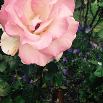 Rose Garden - Parks Near Me - San Francisco, California Rose Garden - Parks Near Me - San Francisco, California