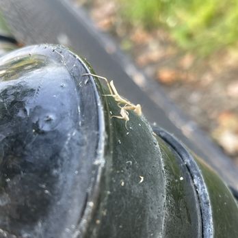 Sepulveda Basin Wildlife Preserve - Tiny mantis while I was stretching! - Parks Near Me - Van Nuys, California Sepulveda Basin Wildlife Preserve - Tiny mantis while I was stretching! - Parks Near Me - Van Nuys, California