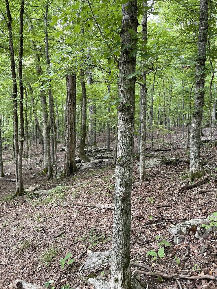 LAND BETWEEN THE LAKES Updated September 2024 77 Photos & 23 Reviews 238 Visitor Center Dr