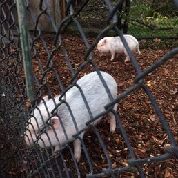 Our beautiful piggies, Annabelle and Bailey, purchased from Kristen and Dragonfly Farm last fall. Our beautiful piggies, Annabelle and Bailey, purchased from Kristen and Dragonfly Farm last fall.
