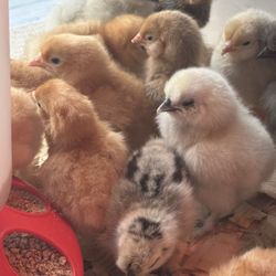 Ideal Poultry Breeding Farms - Precious lil floofs.