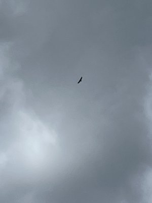 Billy Frank Jr. Nisqually National Wildlife Refuge by null