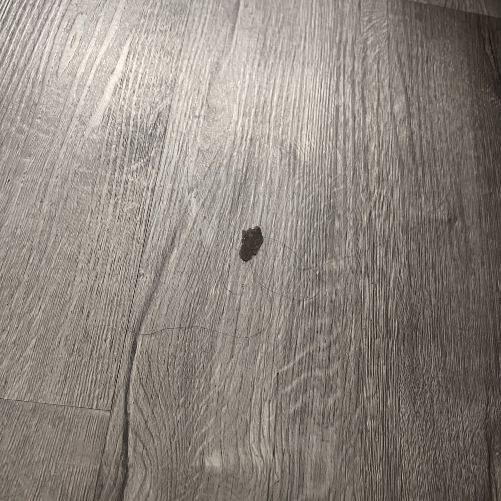 Comfort Inn - The floor!!!! And we have no idea whose hair is that, previous guest? This is beyond livable for any human! - Hotels Near Me - Antioch, California Comfort Inn - The floor!!!! And we have no idea whose hair is that, previous guest? This is beyond livable for any human! - Hotels Near Me - Antioch, California