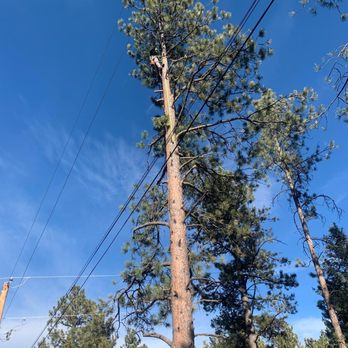 C & O Multiservice - Tree Services Near Me - Thornton, Colorado C & O Multiservice - Tree Services Near Me - Thornton, Colorado