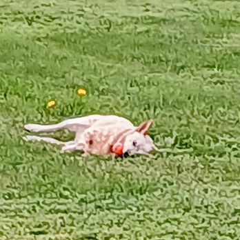 Walker-Branch Park - Aspen my side kick always everywhere, AM play time - Parks Near Me - Lakewood, Colorado Walker-Branch Park - Aspen my side kick always everywhere, AM play time - Parks Near Me - Lakewood, Colorado
