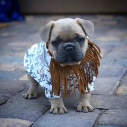 Furocious Frenchies - Santa Cruz - Sweet baby girl Kobe