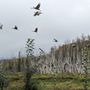 Photo of Friends of Creamer's Field