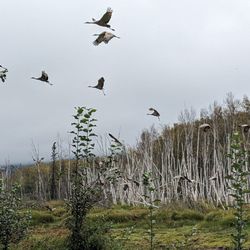 Friends of Creamer's Field - Cranes flying around