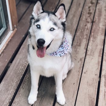 Kibbles & Cuts - Pet Groomers Near Me - Sandy, Utah Kibbles & Cuts - Pet Groomers Near Me - Sandy, Utah