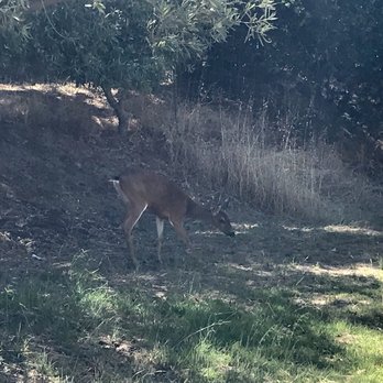 McEvoy Ranch - Wildlife towards the entrance/exit - Wine Tasting Room Near Me - Petaluma, California