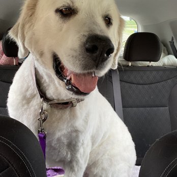 PetSmart - Homeward bound! - Pet Training Near Me - St Joseph, Missouri