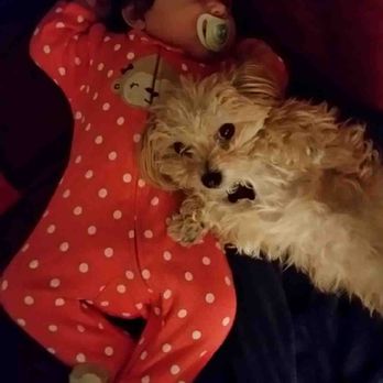 Pet Sitting 4 Comfort - She can't get enough of the baby - Pet Sitting Near Me - Arlington, Virginia Pet Sitting 4 Comfort - She can't get enough of the baby - Pet Sitting Near Me - Arlington, Virginia