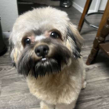 Sirius Pet Styling - Pet Groomers Near Me - Las Vegas, Nevada Sirius Pet Styling - Pet Groomers Near Me - Las Vegas, Nevada