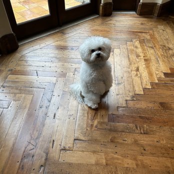 Drumhill’s Wildomar Pet Grooming - Bichon Frise before grooming - Pet Groomers Near Me - Wildomar, California Drumhill’s Wildomar Pet Grooming - Bichon Frise before grooming - Pet Groomers Near Me - Wildomar, California
