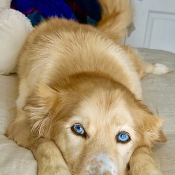 The Spaw - He loves his lavender baths! - Pet Groomers Near Me - Tustin, California The Spaw - He loves his lavender baths! - Pet Groomers Near Me - Tustin, California