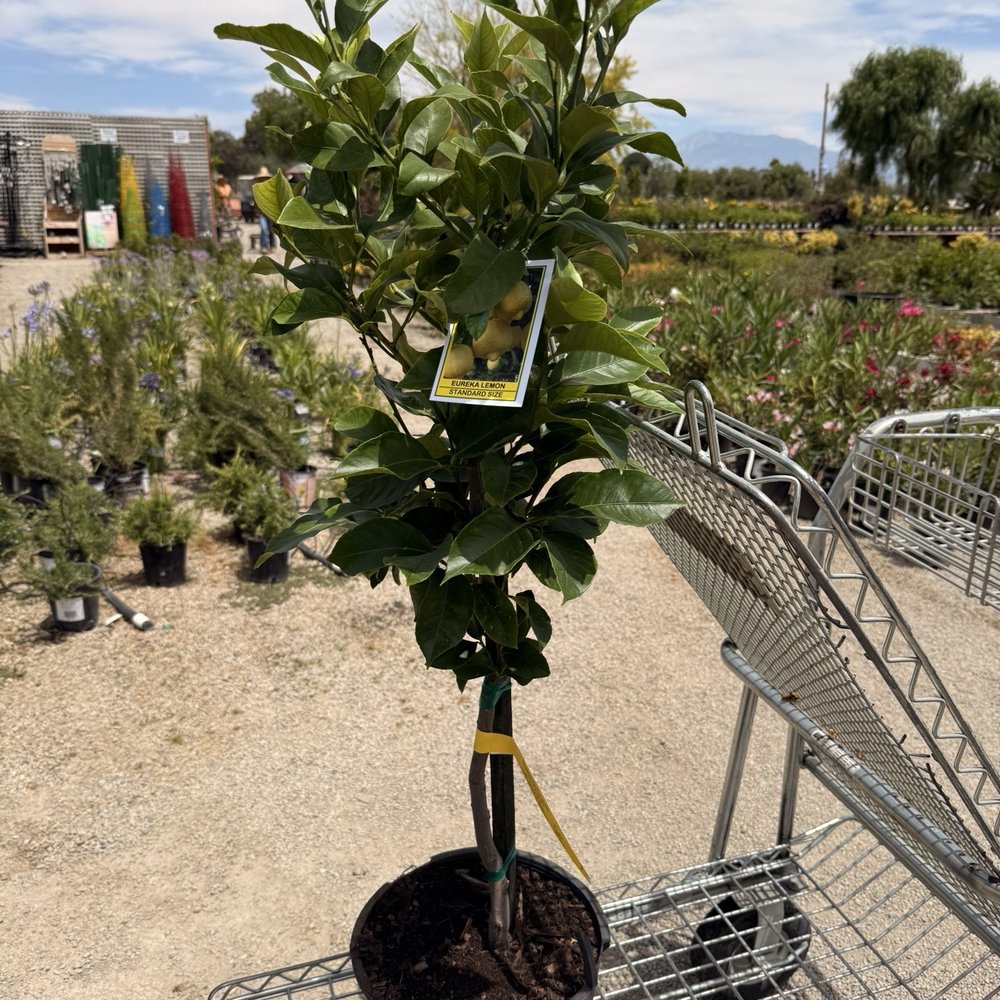 TOP 10 BEST Plant Nursery in Beaumont, CA - Updated 2026 - Yelp