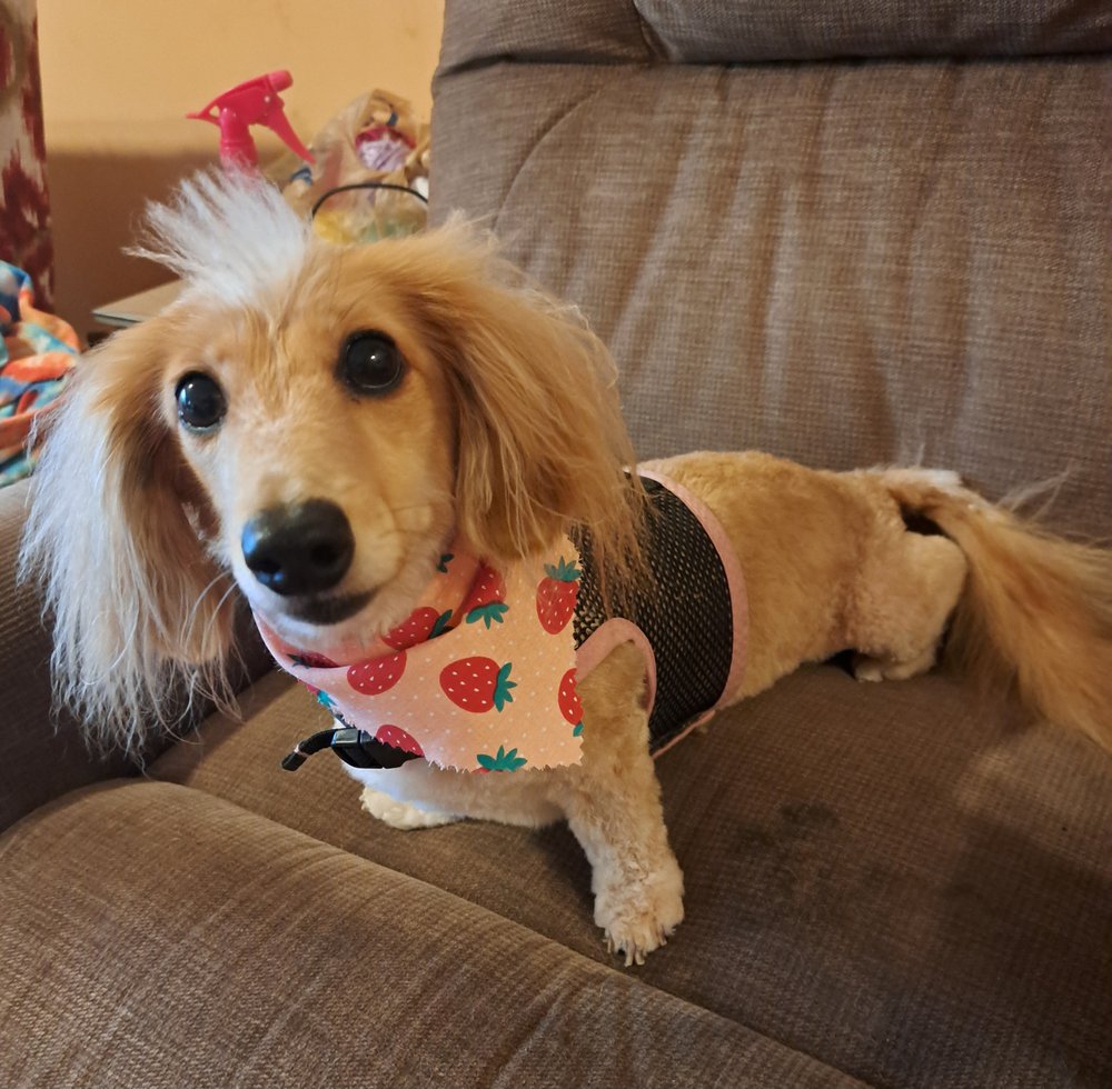 PAWS INN KENNELS & PET CENTER Updated August 2024 11 Reviews 2501