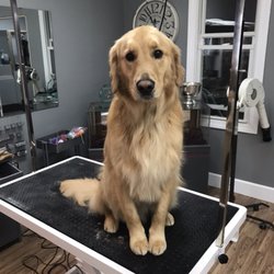 Dogs By Design Pet Salon - Elvis says, "Come on down!"