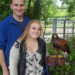 Killarney Falconry - This is Texas watching him work, learning about him, and watching the handler work with him was amazing.