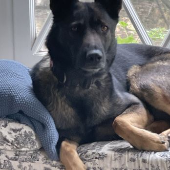 Lucky Tails - Specialize with military level/NavySEAL service dog, - Pet Sitting Near Me Lucky Tails - Specialize with military level/NavySEAL service dog, - Pet Sitting Near Me