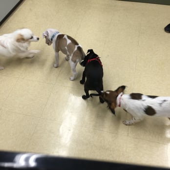 Petco - Puppy play time - Pet Stores Near Me - Honolulu, Hawaii Petco - Puppy play time - Pet Stores Near Me - Honolulu, Hawaii