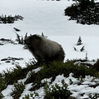 Paradise Inn - Marmot! - Hotels Near Me - Ashford, Washington Paradise Inn - Marmot! - Hotels Near Me - Ashford, Washington