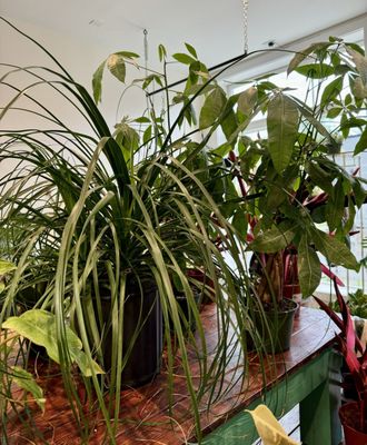 CAST & GREY BOTANICAL - Updated July 2026 - 57 Photos - 2411 Waters Ave ...