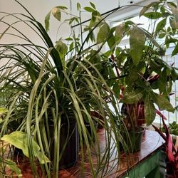 Cast & Grey Botanical - Spider plant and money tree. Both thriving!