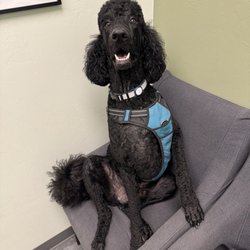 Tangerine Pet Clinic - Nice waiting rooms. Piper loves the comfortable furniture.