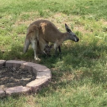 North Texas Safari Park - Zoos Near Me - Bonham, Texas