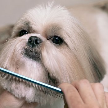 Noma Pet Services - Pet Groomers Near Me - Washington, DC, District of Columbia