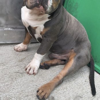 PawsVIP - They constantly share the dogs on their Instagram stories so I can watch him throughout the day - Pet Groomers Near Me - Seattle, Washington PawsVIP - They constantly share the dogs on their Instagram stories so I can watch him throughout the day - Pet Groomers Near Me - Seattle, Washington