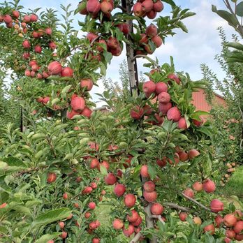 Melick Orchards - Farmers Market Near Me - Califon, New Jersey