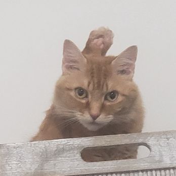 Paws at Peace At Home Pet Euthanasia - Veterinarians Near Me