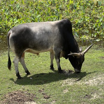 Gatorland - Bull - Zoos Near Me - Orlando, Florida Gatorland - Bull - Zoos Near Me - Orlando, Florida