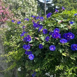 Grand Hotel Excelsior - Beautiful plants and flowers all over the property.