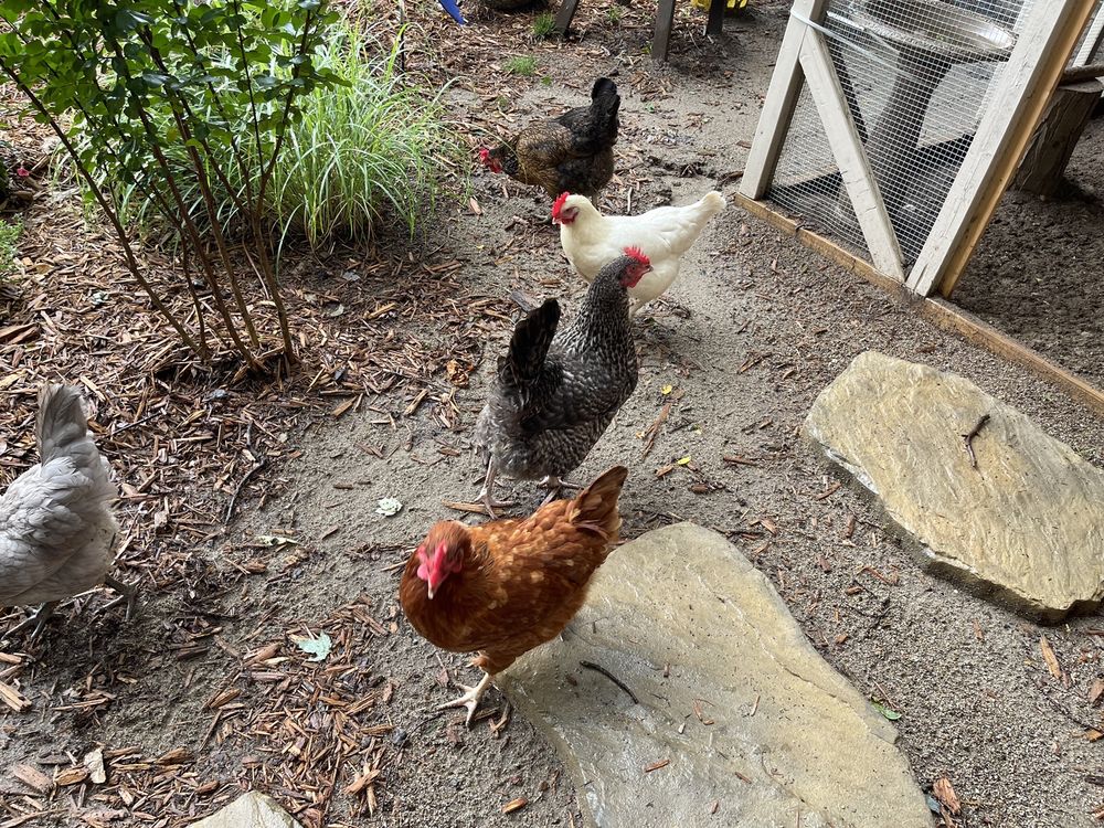 MT HEALTHY HATCHERY 9839 Winton Rd, Cincinnati, OH Yelp