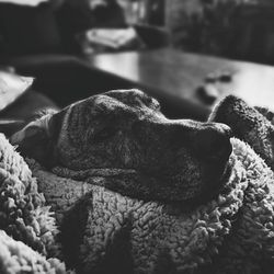 Cassidy's Priority Petcare
