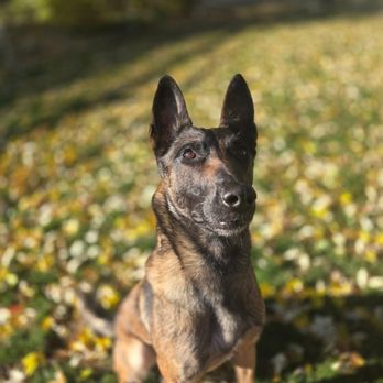 K9 Guide Dog Training - Pet Training Near Me - Akron, Ohio K9 Guide Dog Training - Pet Training Near Me - Akron, Ohio