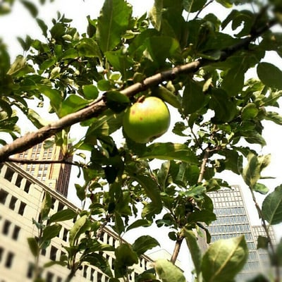 The Greening of Detroit - Lafayette Greens by null