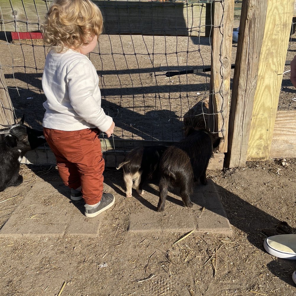 Hickory Ridge Farm - Nephew at the petting zoo - Farmers Market Near Me - Chesapeake, Virginia