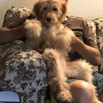 Colony Breeders - Pet Breeders Near Me
