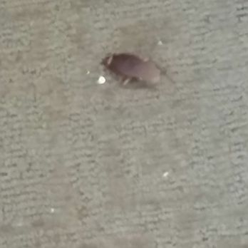 The Mix at CTR City - Compare the carpet and you see this is legitimate! This thing wouldn't die! - Apartments Near Me - Anaheim, California The Mix at CTR City - Compare the carpet and you see this is legitimate! This thing wouldn't die! - Apartments Near Me - Anaheim, California