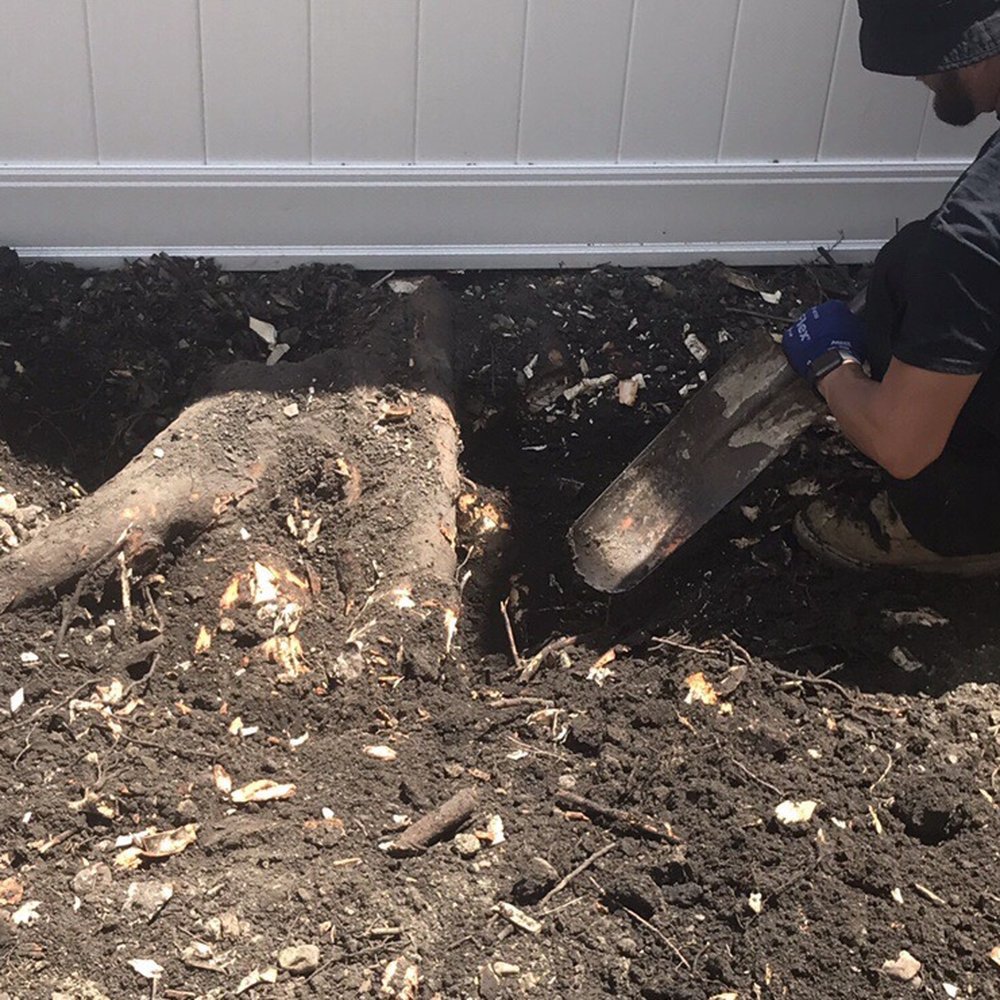 U S Tree Service - The stump/roots they left behind and told me to call a different tree removal company or hire landscapers to remove. - Tree Services Near Me - Addison, Illinois U S Tree Service - The stump/roots they left behind and told me to call a different tree removal company or hire landscapers to remove. - Tree Services Near Me - Addison, Illinois