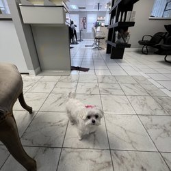 Matisse Salon and Spa - The owner's Maltese, Daisy!