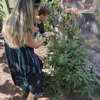 The Maui Butterfly Farm - My daughter and grandson looking at one the butterflies. - Botanical Gardens Near Me - Lahaina, Hawaii The Maui Butterfly Farm - My daughter and grandson looking at one the butterflies. - Botanical Gardens Near Me - Lahaina, Hawaii